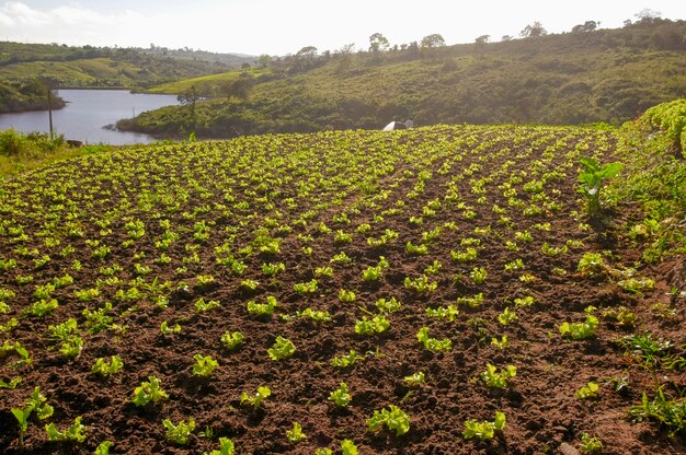 Sadzenie Sałaty W Lagoa Seca Paraiba Brazylia Brazylijski Agrobiznes