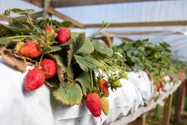 Sadzenie truskawek Plantatorzy truskawek pracujący w szklarni podczas zbiorów