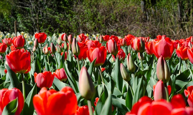 sadzenie tulipanów o różnych kolorach tulipanów kwitnących