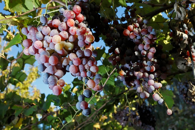 Sadzenie winogron