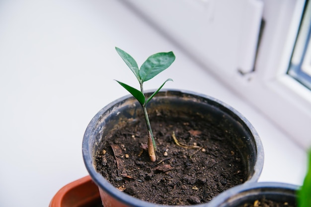 Sadzenie Zamioculcas w pomieszczeniach Koncepcja ogrodu domowego hobby ogrodnictwo Ochrona środowiska Pielęgnacja domowych roślin zielonych