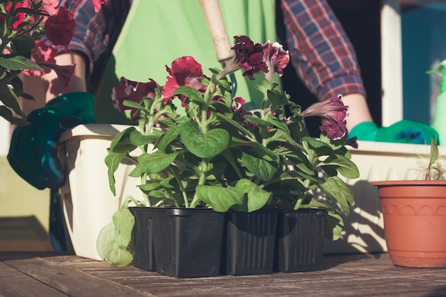 Sadzić kwiatki. Petunia.