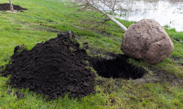 Sadzonka gotowa do sadzenia w koncepcji krajobrazu parku miejskiego ciepła pogoda do sadzenia drzew zbliżenie