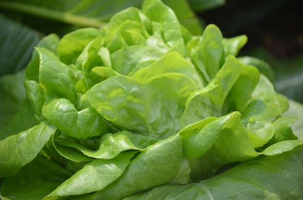 Zdjęcie sadzonka sałatka i rośliny gospodarstwa w koncepcji zielonych warzyw