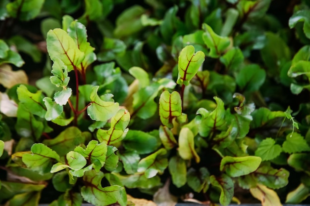 Sadzonka szklarniowa zielona sałata naturalne ogrodnictwo