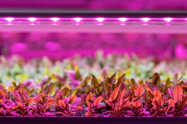 Sadzonki boćwiny rosnące w szklarni pod fioletowym światłem LED Hydroponika fabryka sałatek wewnętrznych