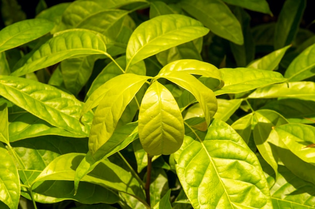 Sadzonki mahoniu Swietenia macrophylla w szkółce drzew w Yogyakarta Indonezja