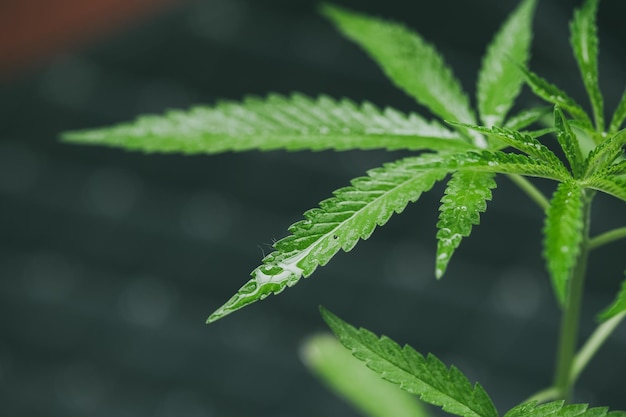 Sadzonki marihuany mają kroplę wody. ziele, zielony liść