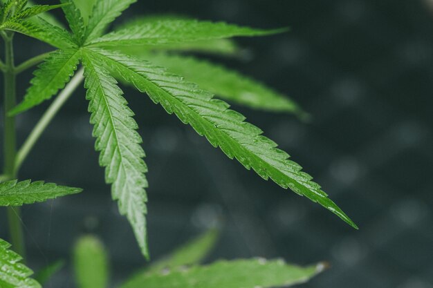 Sadzonki marihuany mają kroplę ziela wodnego Zielony liść