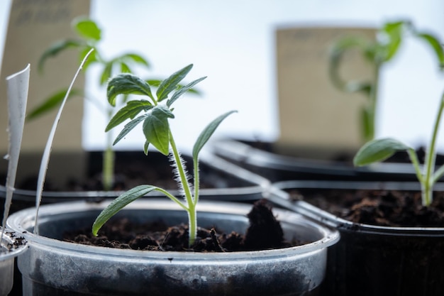 Zdjęcie sadzonki pomidora solanum lycopersicum rosną w doniczce w domu na oknie