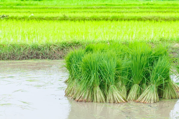 Sadzonki rolnictwa ryżu na polach ryżowych