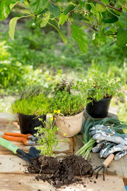 Sadzonki rośliny w doniczkach i narzędzia ogrodnicze na drewnianym stole zielone drzewa tło koncepcja ogrodnicza