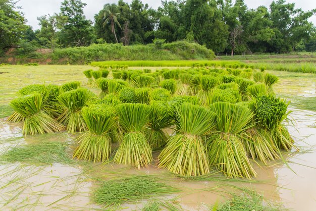 Sadzonki ryżu w polach ryżowych