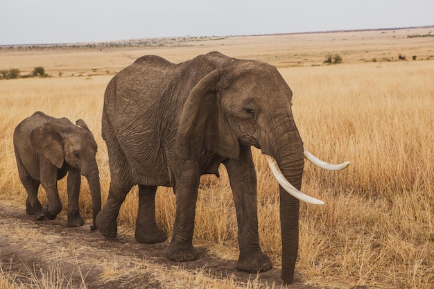 Safari przez dziki świat Parku Narodowego Maasai Mara w Kenii Tutaj można zobaczyć antylopy