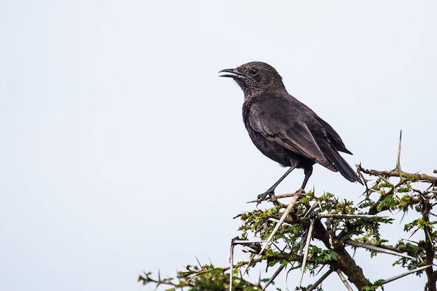 Safari samochodem w Parku Narodowym Nakuru w Kenii w Afryce. Czarny ptak na drzewie