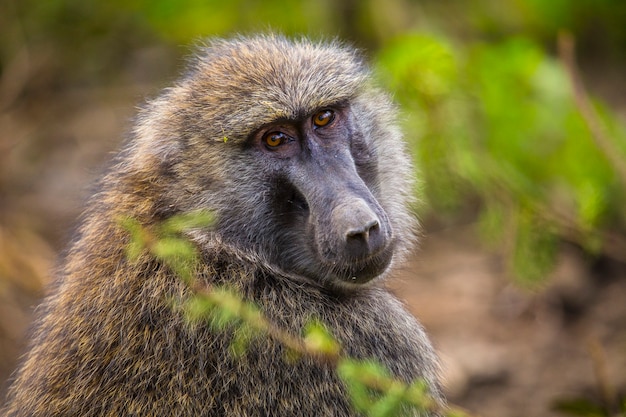 Safari samochodem w Parku Narodowym Nakuru w Kenii w Afryce. Piękna małpa patrząc na kamery w parku