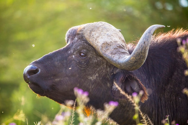 Safari samochodem w Parku Narodowym Nakuru w Kenii w Afryce. Wół z pięknymi rogami w parku