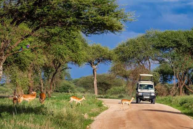 Safari w Tarangire-Nationalpark, Tansania