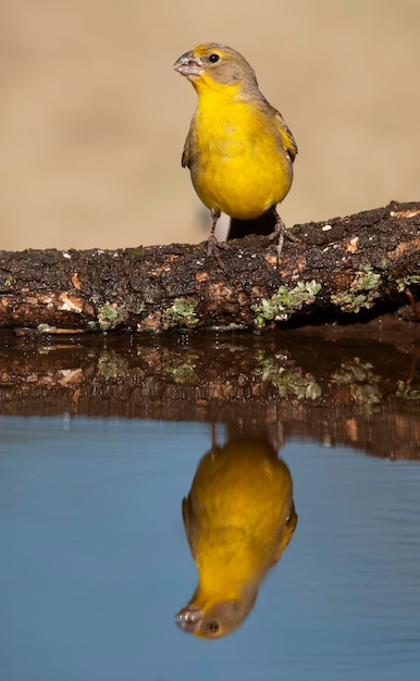 Zdjęcie saffron finch sicalis flaveola la pampa argentina