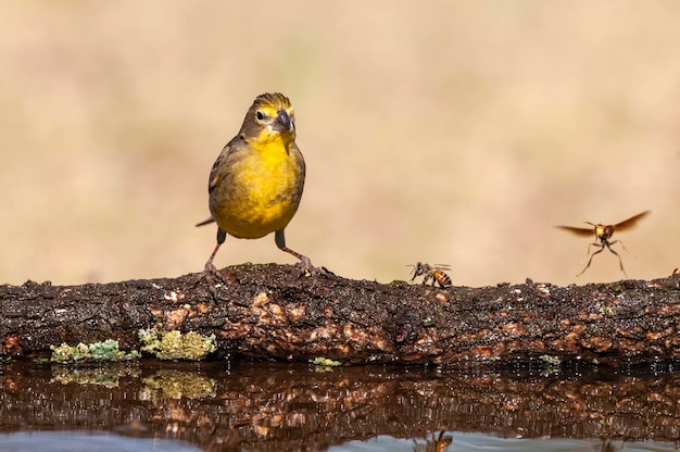 Saffron Finch Sicalis flaveola La Pampa Argentyna