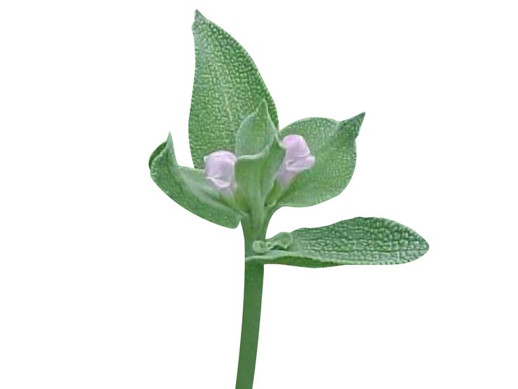 Zdjęcie sage salvia officinalis sage ogrodowy ma długą historię stosowania w medycynie i kuchni