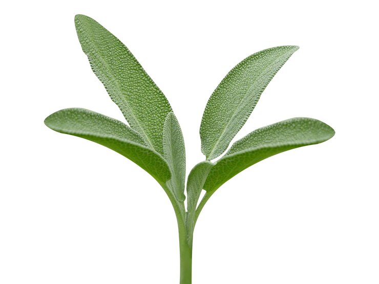 Zdjęcie sage salvia officinalis sage ogrodowy ma długą historię stosowania w medycynie i kuchni