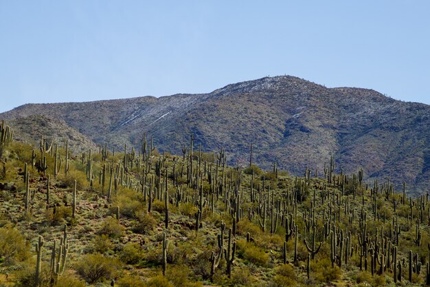 Zdjęcie saguaro i ośnieżona pustynia sonora.