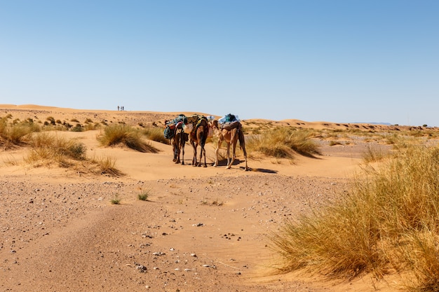 Sahara, karawana wielbłądów na wydmach, Maroko