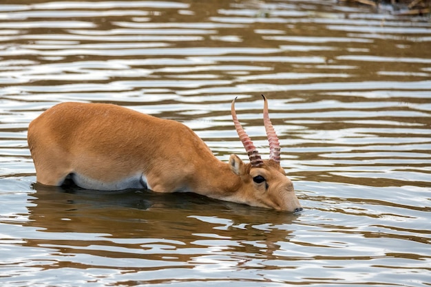 Saiga Antelope lub Saiga tatarica napoje na stepie