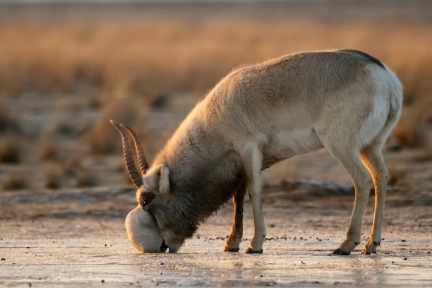 Saiga antylopa lub saiga tatarica pije na stepie w pobliżu wodopoju zimą