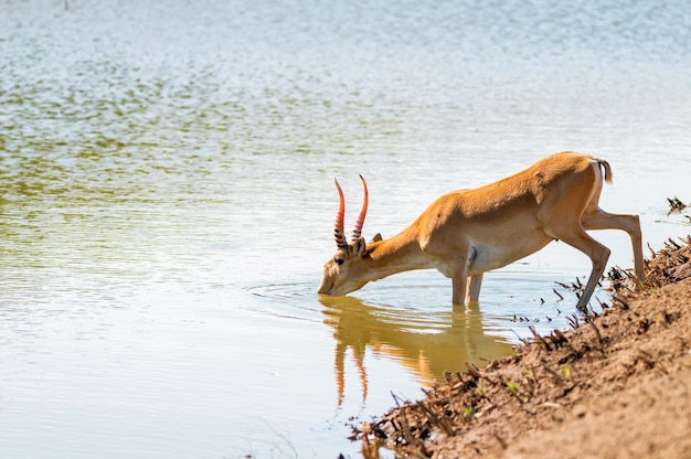 Saiga tatarica w wodopoju pije wodę