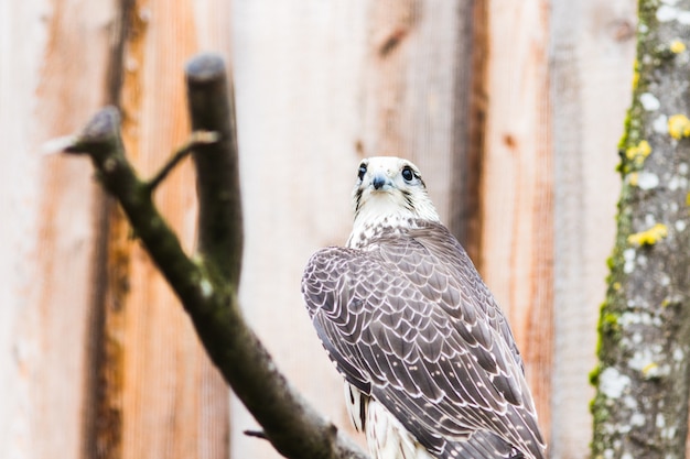 Saker Falcon (Falco cherrug), Bawaria, Niemcy, Europa