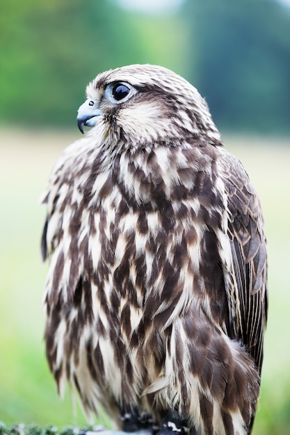 Saker Falcon siedzi na statywie, zbliżenie,