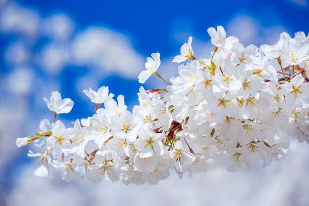 Sakura Cherry Blossoms