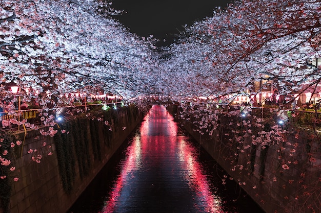 Sakura, Czereśniowego okwitnięcia kwiat z światłem przy nocą w Meguro rzece, Tokio, Japonia