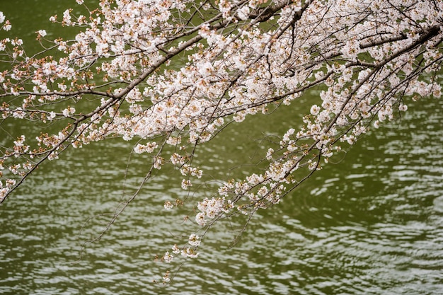 Sakura, Festiwal Kwiatów Wiśni z rzeką w Parku Chidorigafuchi