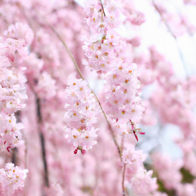 Sakura gatunki i odmiany drzew z podrodziny Śliwka Prunoideae wiśnia ząbkowana Prunus serrulata Rośliny ozdobne Piękne różowe kwiaty kwitnące wiosną Ulotność życia Buddyzm