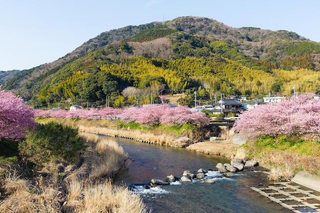 Sakura i rzeka