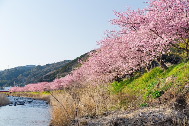 Sakura i rzeka