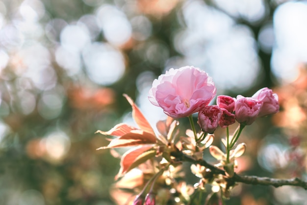 Sakura kwiat, czereśniowy okwitnięcie festiwalu sezon w Japan