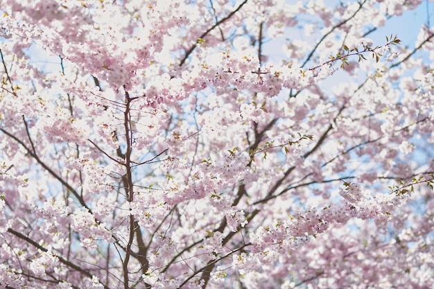 Sakura kwiat drzewo Delikatna gałąź w słoneczny dzień Koncepcja czułości Różowe kwiaty Święto Hanami