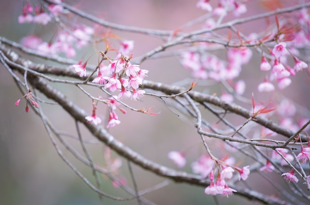 Zdjęcie sakura kwiat lub cherry blossom z pięknym tle natury.