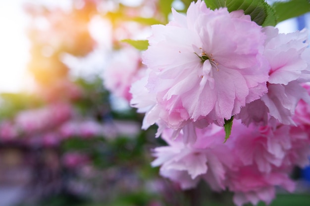 Sakura kwiat na tle natury