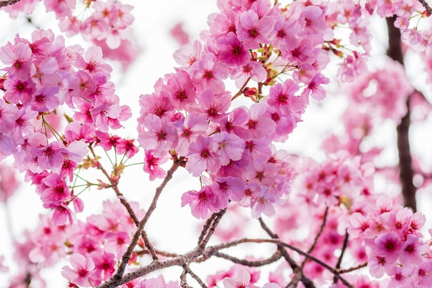 Sakura, Kwiat Wiśni W Sezonie Wiosennym