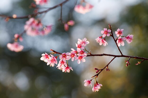 Sakura kwiaty kwitnące kwiaty