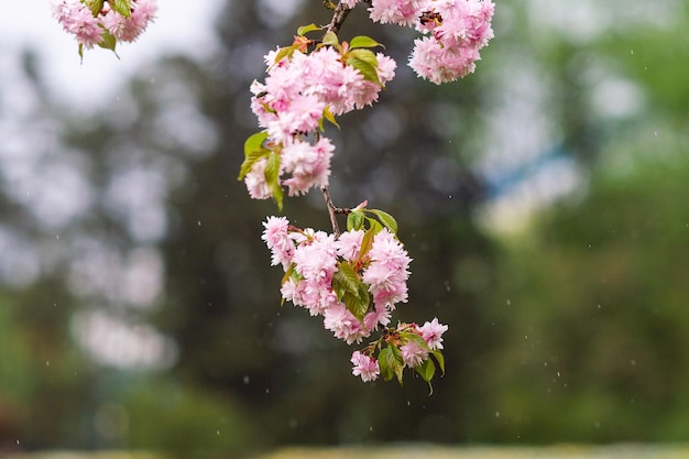 Sakura kwitnąca różowymi kwiatami idealne różowe tło