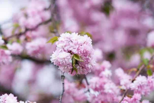 Sakura kwitnąca różowymi kwiatami idealne różowe tło