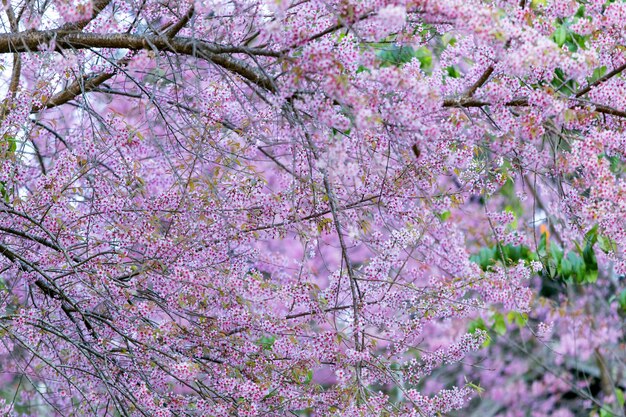 Sakura kwitnąca w ogrodzie.