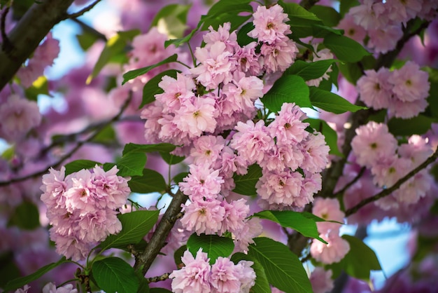 Zdjęcie sakura kwitnące kwiaty