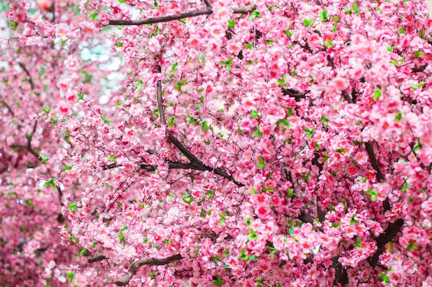 Sakura kwitnie na drzewie